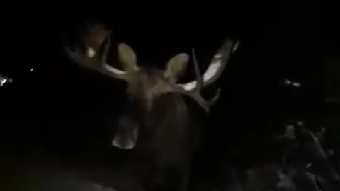 Man Sneaks by Large Moose on Night Walk