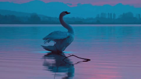 Amazing video of a white swan at sunset