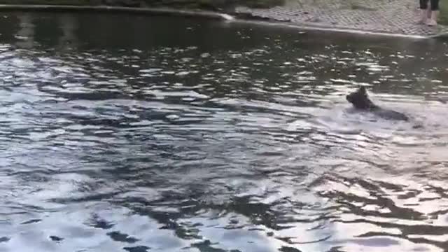 Dog swims and follows duck