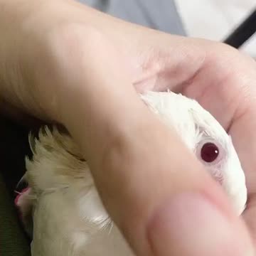 Minibuger cockatiel13