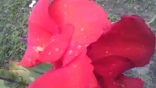 Beautiful red canna indica with raindrops, a flower to fall in love [Nature & Animals]