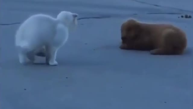 A dog chasing a cat