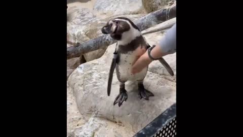 😍Funny dog's🤣 video & 😂thare reaction 🤣 so funny 🤣
