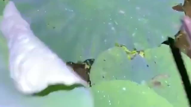 Unique Fishing 🧐 Catching Yellow Monster Eel Fish From Under Deep Mud #18