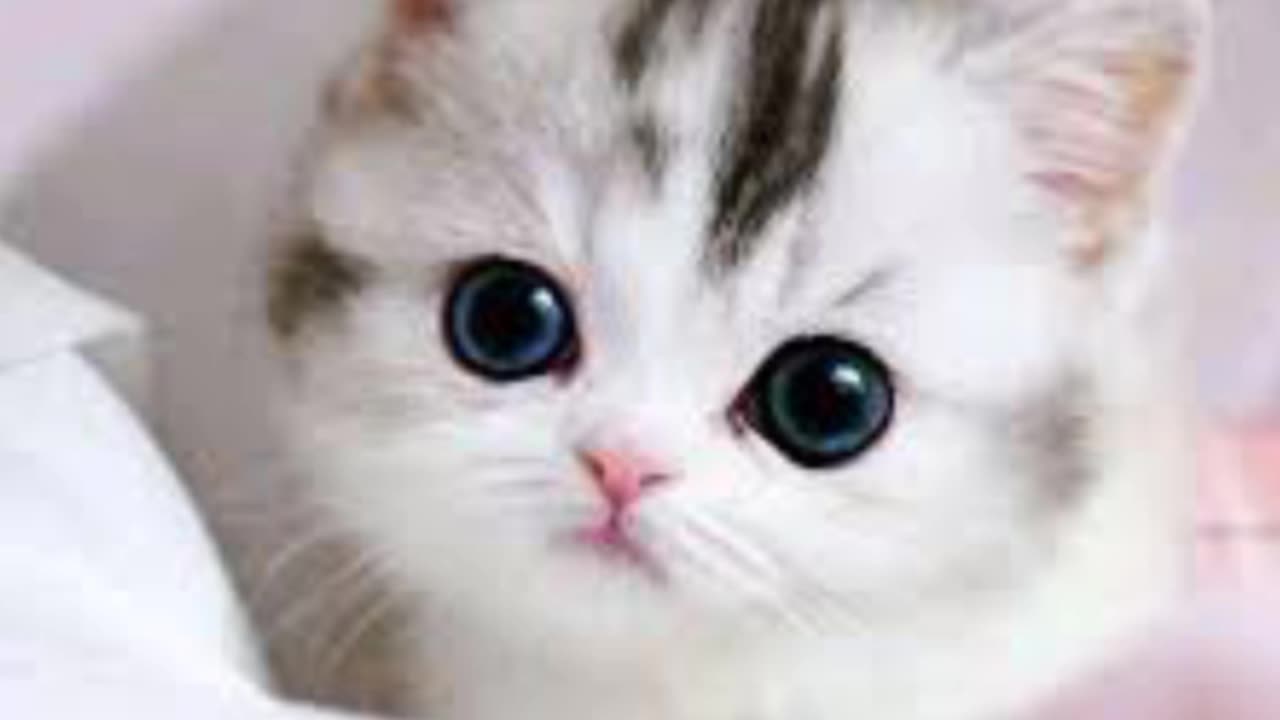Beautiful cat video/ cute cat vidio/beautiful animal