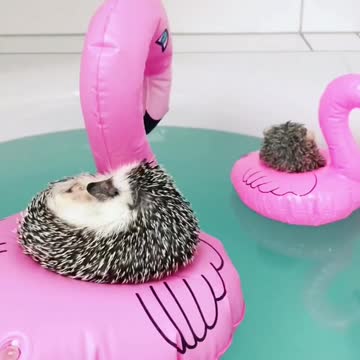 No te pierdas a estos relajados erizos disfrutando en flamencos flotantes