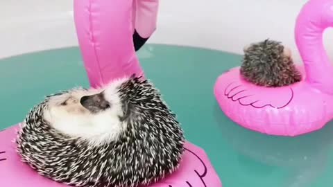 No te pierdas a estos relajados erizos disfrutando en flamencos flotantes