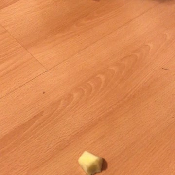 Might Minnie’s Sissy June Munching her Apple Treat