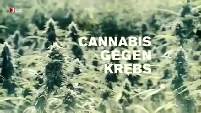 Cannabis