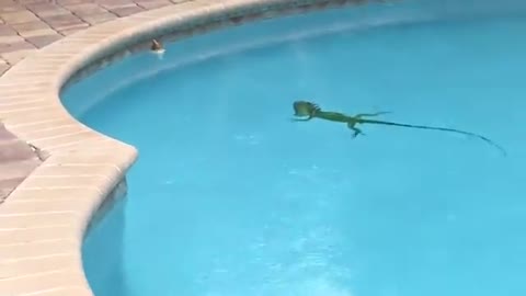 When she sleeps, she swims quietly in the pool