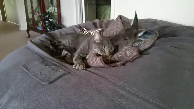 Kangaroo Joey Cleans Kitty's Ears