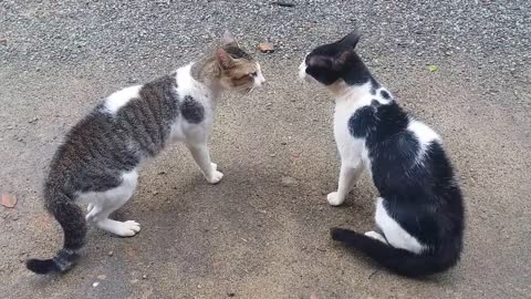 Cat fight