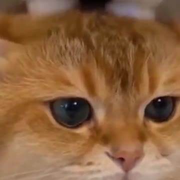 PETS NEVER LIE ABOUT LOVE-57 #shorts