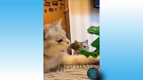 cute and funny pets21