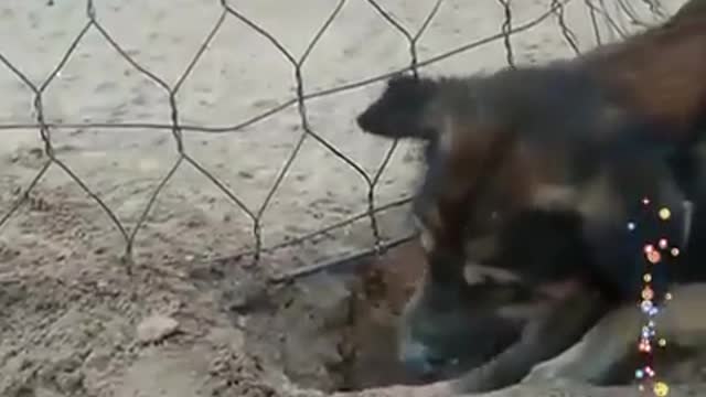 A loyal dog rescues a monkey from an iron cage