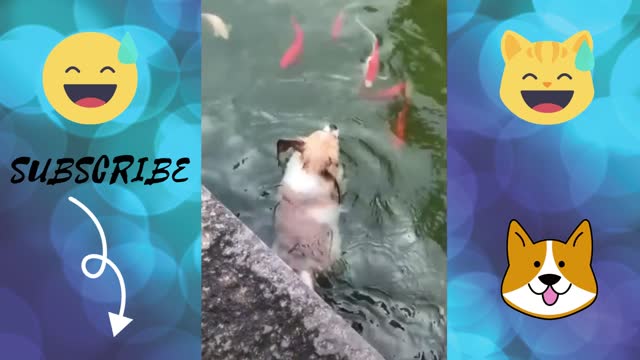 Fun swimming dog