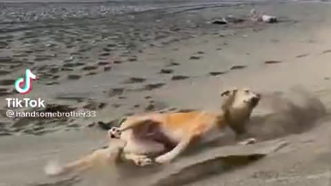 OMG so cute cats and dog funny video 2021 | Best funny cats compilation #ss #short🐈🐈🐕🐕❤️🐕🐕😸😸