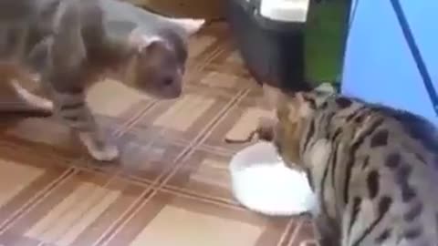 Animals Do The Funniest Things!