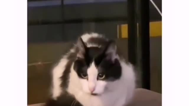 Cat video lovely cat video Playing