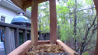 Mr Cardinal balancing on the feeder