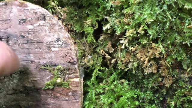 Tiny Shovel Leads to Fairy Door Discovery