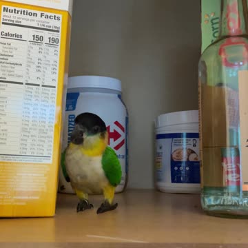 Parrot is busted trying to sneak some snacks