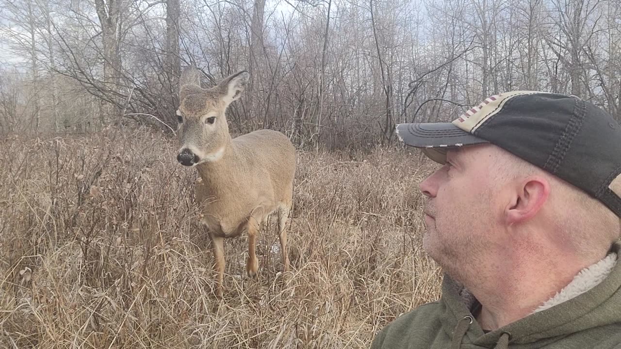 White-tailed Deer Loves Shakespeare