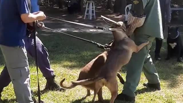 2 Belgian Malinois bite work training