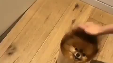 The most funniest moment of puppies #1