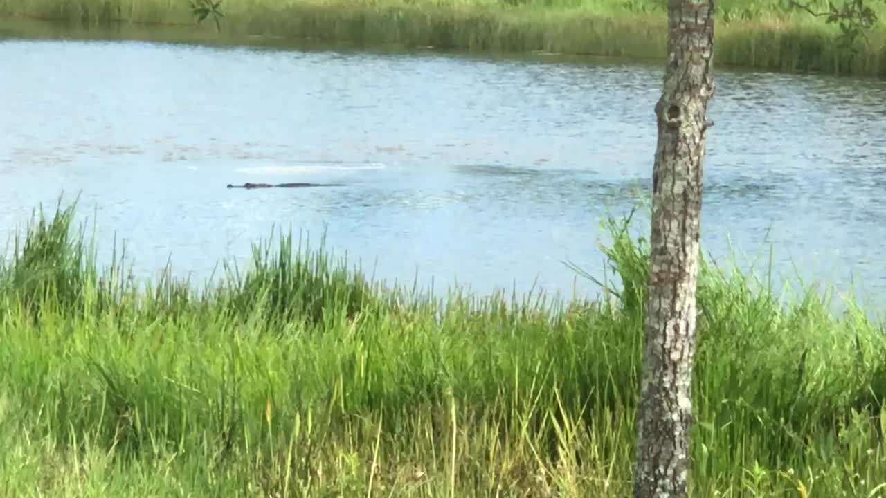 Gator Swims In Paradise