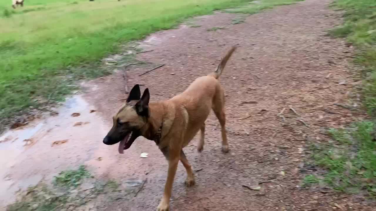 Dog plays tag with playmates, colt and poodle.