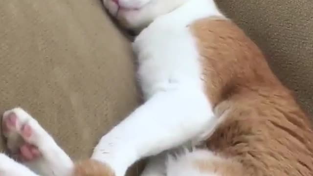 Orange white cat lays on cat