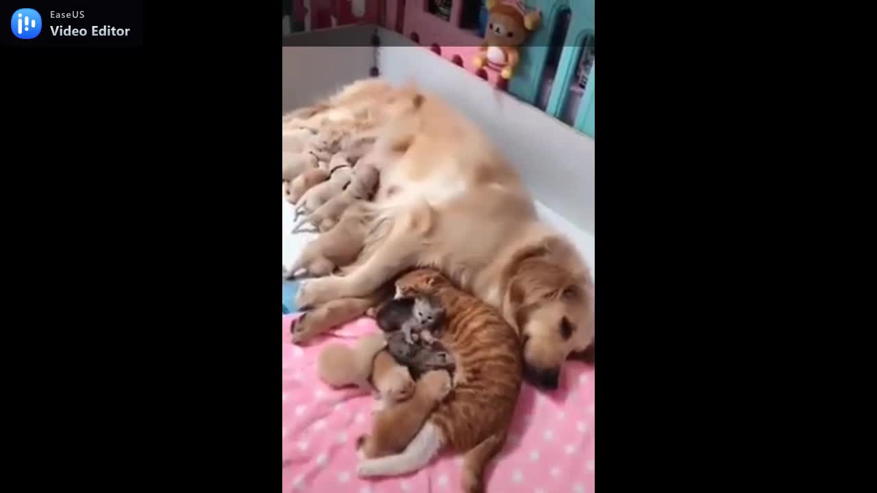 lovely family just getting expand.mp4