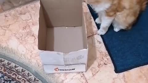 How to catch a cat into to steps