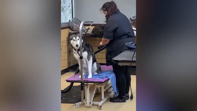 Cute And Funny Pets No 1