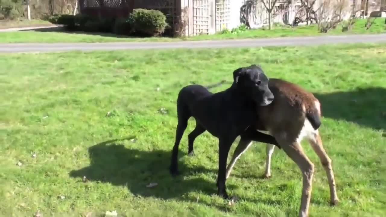 DOG AND DEER BEST FRIENDS FOREVER