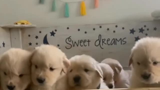 Cute puppys