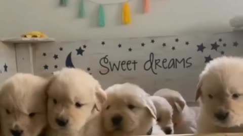 Cute puppys