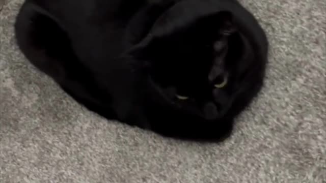 Adopting a Cat from a Shelter Vlog - Cute Precious Piper is a Loaf in the Office #shorts