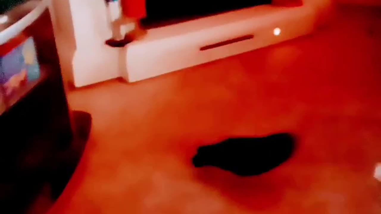 "Electric Rocky Pigeon.Fighting For Attention"π₯πΆπ€ποΈπCome Seeπ€ποΈπ
