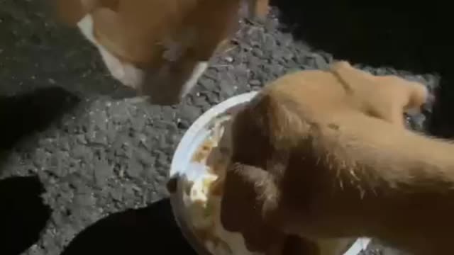 Puppies enjoying curd