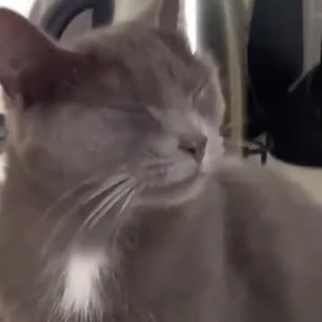 Who’s cutting onions? 😅 #Caturday