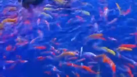 Colour full fishes swimming