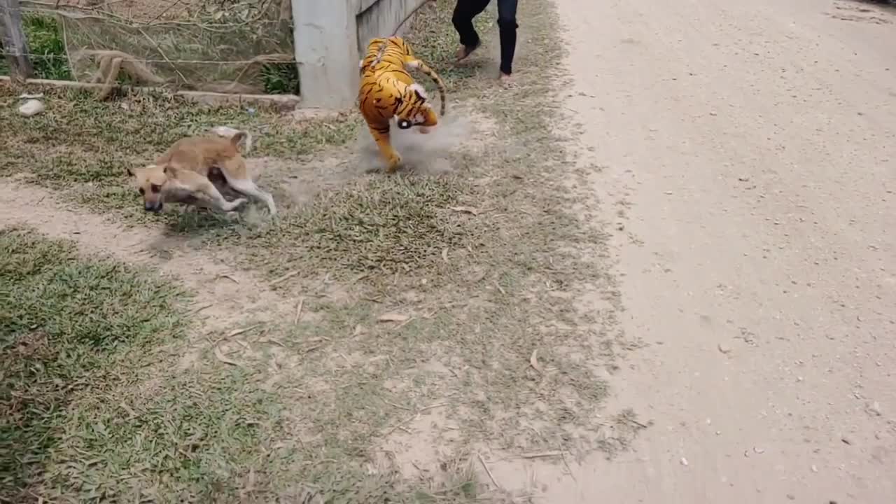 Funny dog prank with tiger