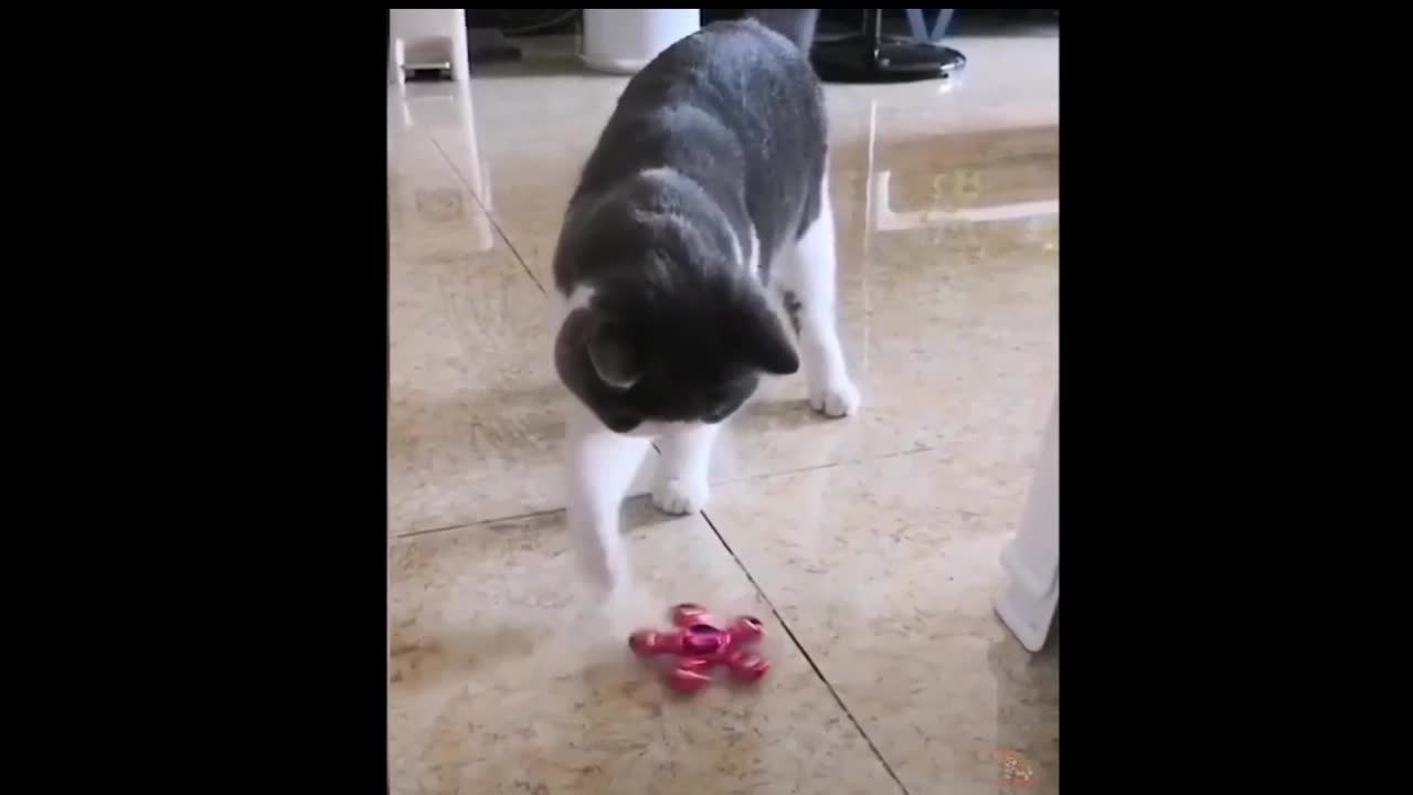 Little bit funny action of cat😆