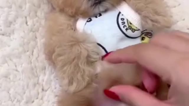 Cute dog training