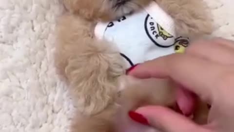 Cute dog training