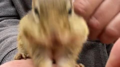 A squirrel eating a pine cone