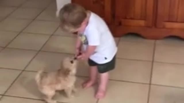 Puppy joins in on toddler's dance routine