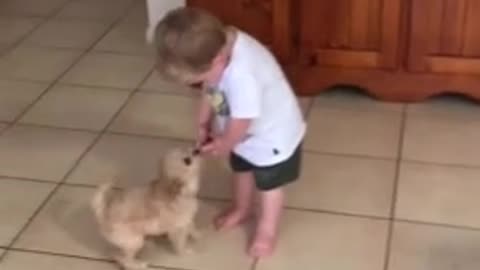 Puppy joins in on toddler's dance routine